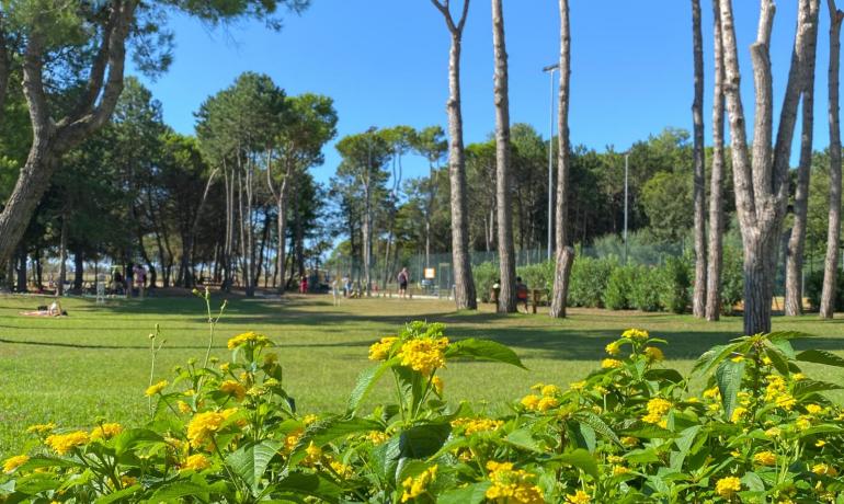 Giornata soleggiata in un parco con fiori gialli e alti pini.